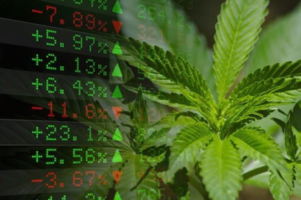 cannabis-large cannabis-large